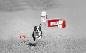 arthrovet-slider