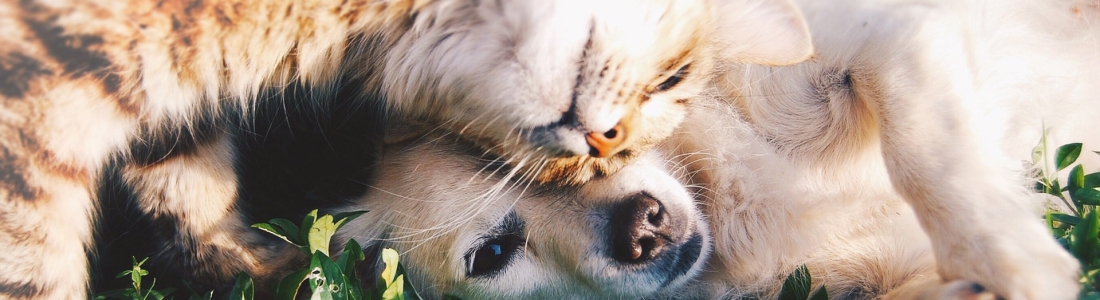 slider-catdog